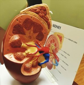 nephrology care services